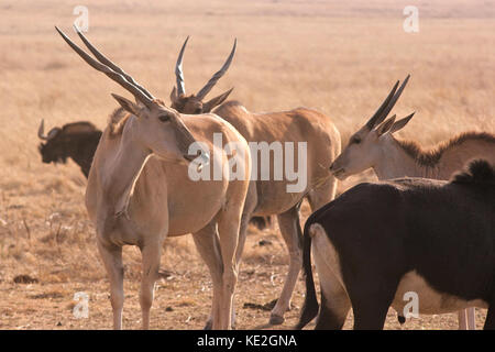 Herde Eland Antilopen mit einem Sable und Gnus auf einem Game Reserve in der Nähe von Johannesburg, Südafrika Stockfoto