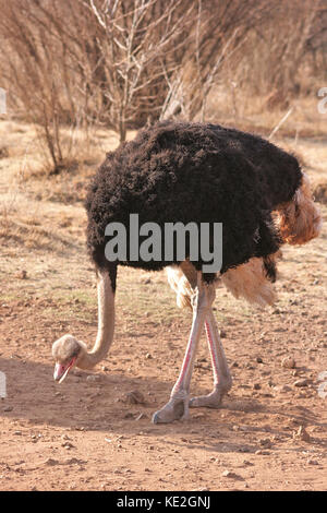 Wild Strauß pecking durch den Schmutz in der Provinz Gauteng, Südafrika Stockfoto