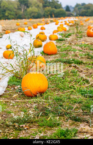 Kürbisse Reifung auf dem Boden im Herbst in einem offenen Feld auf einem Bauernhof in der Ortschaft Lee, Familiars & Rownhams, Southampton, Hants, Großbritannien Stockfoto