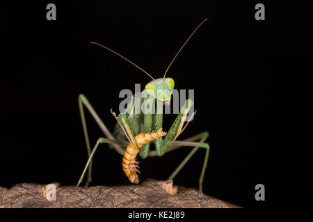 Eine sehr enge Foto einer Gottesanbeterin Fütterung auf eine Mahlzeit Worm Stockfoto