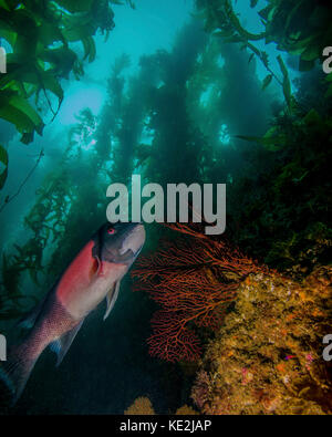 Ein sheephead (semicossyphus pulcher) in einem Kelp Forest, Catalina Island, Kalifornien. Stockfoto