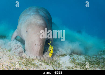 Dugong im Roten Meer, Ägypten. Stockfoto