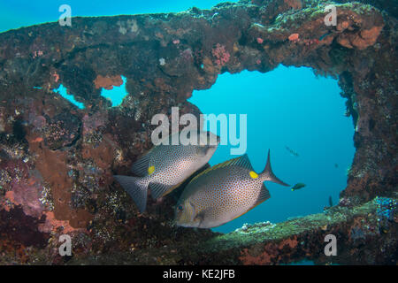 Golden rabbitfish Auf der USS Liberty Wrack vor der Insel Bali, Indonesien. Stockfoto