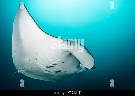 Mantarochen in der Manta Alley im Komodo Nationalpark, Indonesien. Stockfoto