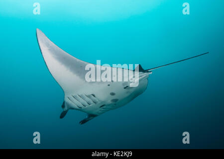 Mantarochen in der Manta Alley im Komodo Nationalpark, Indonesien. Stockfoto