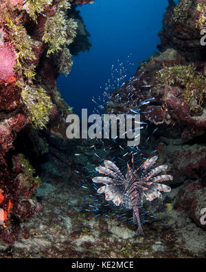 Feuerfische Essen, Roatan, Honduras. Stockfoto