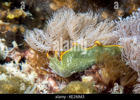 Reich verzierte sapsucking Slug auf den Philippinen. Stockfoto