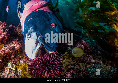 Ein männlicher Schäferkopf ernährt sich von einem Seeigel. Stockfoto