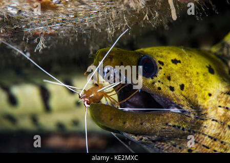 Ein gelber gefleckter Aal, der seinen Mund von einer Garnele reinigt. Stockfoto