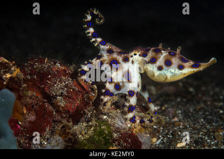 Blauer Tintenfisch, Lembeh-Straße, Indonesien. Stockfoto