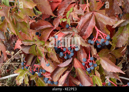 Dickicht Kriechgang oder Parthenocissus einsetzenund im Herbst mit Beeren Stockfoto