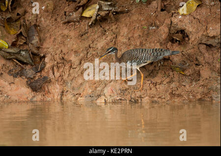 Eine Sonnenlaterne (Eurypyga helias) aus dem Pantanal, Brasilien Stockfoto