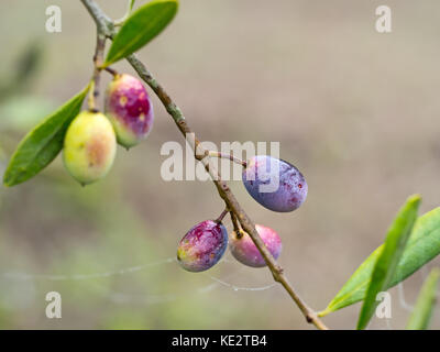 Taufrische Herbst morgen im italienischen Olivenhain. Obst nur von Grün auf Schwarz. Stockfoto