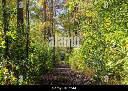 Ein Herbst Spaziergang mit Herbstfarben im Wald Stockfoto