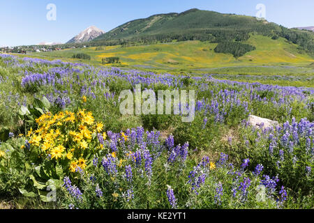 Aspen Sonnenblumen und silbrige Lupin (Lupinus argenteus) bedeckt die Ausläufer der Rocky Mountains, Crested Butte, Colorado, USA Stockfoto