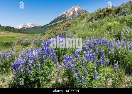 Silvery Lupine (Lupinus argenteus) bedeckt die Ausläufer der Rocky Mountains in Colorado, USA. Stockfoto