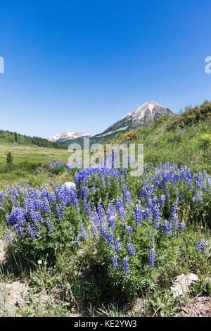 Silbrig Lupine (Lupinus argenteus) erstreckt sich auf den Ausläufern der Rocky Mountains, Colorado, USA Stockfoto