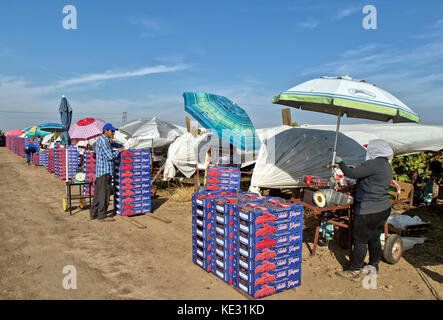 Tafeltraube 'Crimson' Sorte "Vitis vinifera" Verpackung & Ernte, Außendienstmitarbeiter, reife Trauben ernten, Verpackung in das Feld ein. Stockfoto