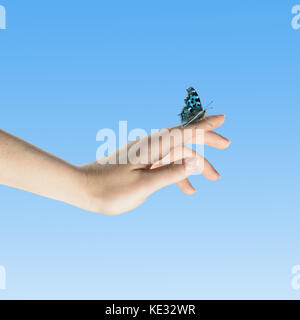 Womans Hände lassen die Schmetterling frei sein zu gehen Stockfoto