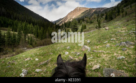 Pferdeohren-Perspektive auf einem Trail-Ritt im Leckie Valley im South Chilctin Mountain Park, BC, Kanada Stockfoto