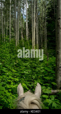 Wandern Sie in der Wildnis, durch einen Aspen-Thimble Berry Wald aus der Perspektive eines weißen Pferdes (Horse Ears) - Bridge River Valley, BC, Kanada Stockfoto