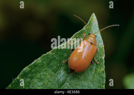 Bild von einem gelben Blatt Käfer auf grünes Blatt Stockfoto