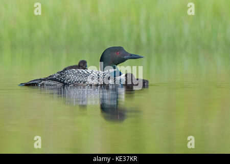 Nach gemeinsamen Eistaucher (Gavia Immer) und Küken zurück reiten, wie sie für die ersten zwei Wochen nach dem Schlupf, Central Alberta, Kanada Stockfoto