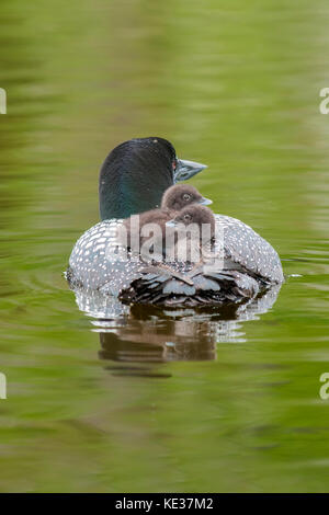 Nach gemeinsamen Eistaucher (Gavia Immer) und Küken zurück reiten, wie sie für die ersten zwei Wochen nach dem Schlupf, Central Alberta, Kanada Stockfoto