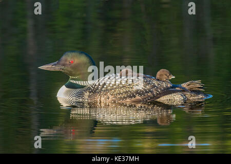Nach gemeinsamen Eistaucher (Gavia Immer) und Küken zurück reiten, wie sie für die ersten zwei Wochen nach dem Schlupf, Central Alberta, Kanada Stockfoto