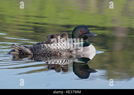 Nach gemeinsamen Eistaucher (Gavia Immer) und Küken zurück reiten, wie sie für die ersten zwei Wochen nach dem Schlupf, Central Alberta, Kanada Stockfoto