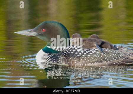 Nach gemeinsamen Eistaucher (Gavia Immer) und Küken zurück reiten, wie sie für die ersten zwei Wochen nach dem Schlupf, Central Alberta, Kanada Stockfoto