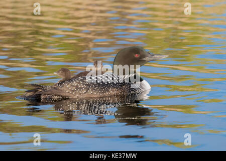 Nach gemeinsamen Eistaucher (Gavia Immer) und Küken zurück reiten, wie sie für die ersten zwei Wochen nach dem Schlupf, Central Alberta, Kanada Stockfoto