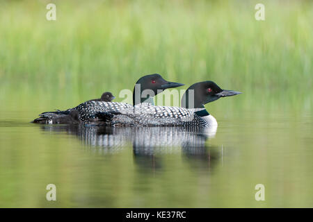 Nach gemeinsamen Eistaucher (Gavia Immer) und Küken zurück reiten, wie sie für die ersten zwei Wochen nach dem Schlupf, Central Alberta, Kanada Stockfoto