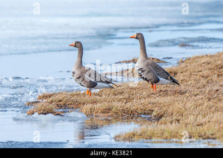 Nach mehr white-fronted goose (Anser Albifrons), Victoria Island, Nunavut, Arktis Kanada Stockfoto