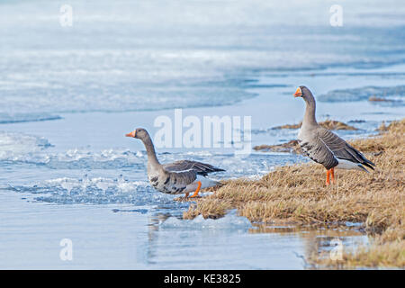 Nach mehr white-fronted goose (Anser Albifrons), Victoria Island, Nunavut, Arktis Kanada Stockfoto