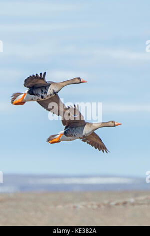 Nach mehr white-fronted goose (Anser Albifrons), Victoria Island, Nunavut, Arktis Kanada Stockfoto