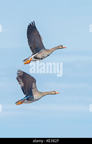 Nach mehr white-fronted goose (Anser Albifrons), Victoria Island, Nunavut, Arktis Kanada Stockfoto