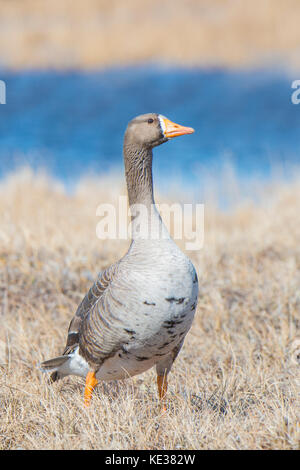 Nach mehr white-fronted goose (Anser Albifrons), Victoria Island, Nunavut, Arktis Kanada Stockfoto