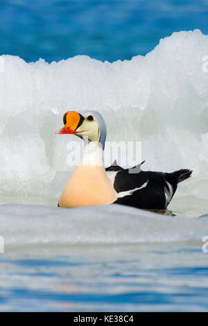 Männliche König Eiderente (Somateria californica), Victoria Island, Nunavut, Arktis Kanada Stockfoto