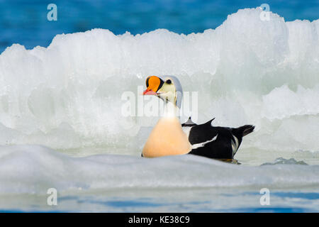 Männliche König Eiderente (Somateria californica), Victoria Island, Nunavut, Arktis Kanada Stockfoto