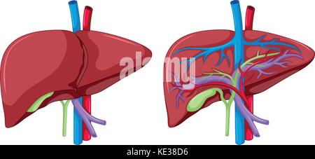 Zwei Diagramm der Leber Anatomie illustration Stock Vektor