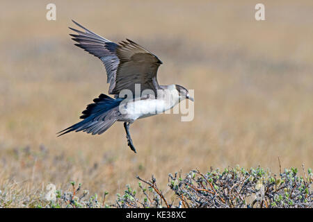 Parasitäre Jaeger (Eulen parasiticus) Victoria Island, Nunavut, Arktis Kanada Stockfoto