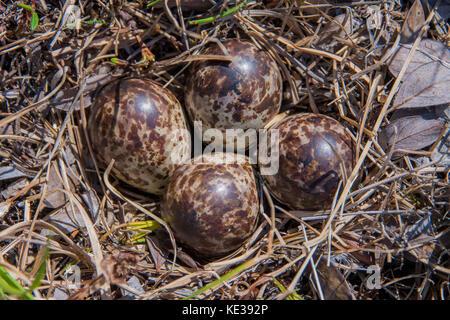 Pektorale sandpiper (Calidris melanotos) Nest, Victoria Island, Nunavut, Arktis Kanada Stockfoto