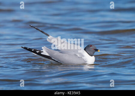 Sabine's Möwe (Xema sabini), Victoria Island, Nunavut, Arktis Kanada Stockfoto