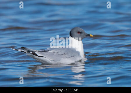 Sabine's Möwe (Xema sabini), Victoria Island, Nunavut, Arktis Kanada Stockfoto