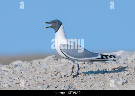 Sabine's Möwe (Xema sabini), Victoria Island, Nunavut, Arktis Kanada Stockfoto