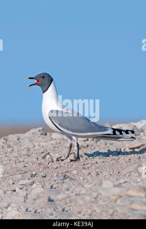 Sabine's Möwe (Xema sabini), Victoria Island, Nunavut, Arktis Kanada Stockfoto