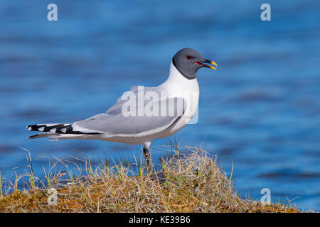 Sabine's Möwe (Xema sabini), Victoria Island, Nunavut, Arktis Kanada Stockfoto