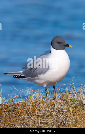 Sabine's Möwe (Xema sabini), Victoria Island, Nunavut, Arktis Kanada Stockfoto