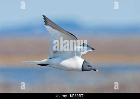 Sabine's Möwe (Xema sabini), Victoria Island, Nunavut, Arktis Kanada Stockfoto